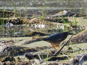 Sortie du 14 juin 2025. Pictures of the 14 th of June 2025