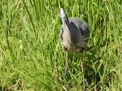 Sortie du 14 juin 2025. Pictures of the 14 th of June 2025