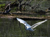 Sortie du 14 juin 2025. Pictures of the 14 th of June 2025
