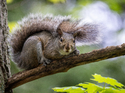 Eastern Grey Squirrel