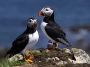 Bona Vista Newfoundland Puffin's