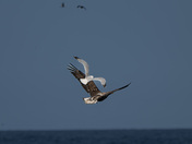 juvenile bald eagle under attack