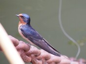 Barn Swallow at the harbour