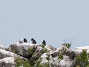 Cormorants and seagulls