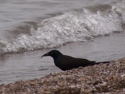 Beach grackle