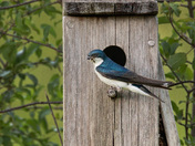 Tree Swallow