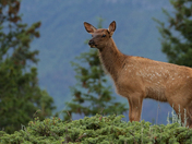 Jasper Elk calf 