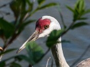Sandhill crane