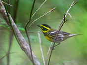 Townsend's Warbler
