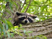 Raccoon