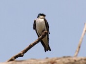 Tree Swallow