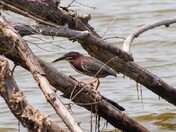 Green Heron