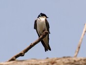 Tree Swallow