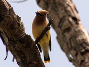 Cedar Waxwing