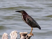 Green Heron