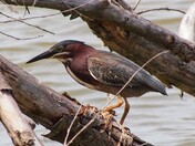 Green Heron close-up