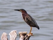 Green Heron