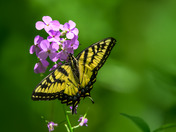 Tiger swallowtail
