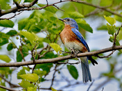 Eastern Bluebird