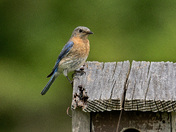 Eastern Bluebird