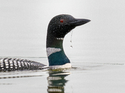 Common Loon with water droplets