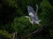 Blue Heron