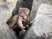 Mama Mink to the Rescue!