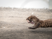 Mama Mink to the Rescue