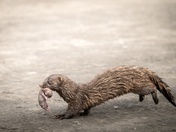 Mama Mink on the Run