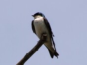 Tree Swallow 