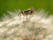 Careful What You Wish For