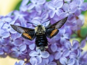Hummingbird Moth