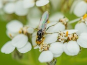 All Eyes On... Pollen?