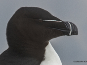 Razorbill....A Tiny Bit Menacing ??