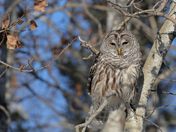 Barred Owl