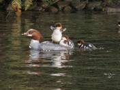 Mama surfing merganser 