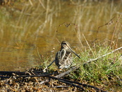 Alligator River National wildlife refuge