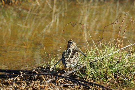 Alligator River National wildlife refuge