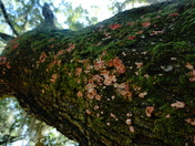 Bon Secour National wildlife refuge