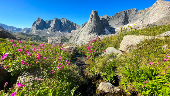 Bridget-Teton National Forest