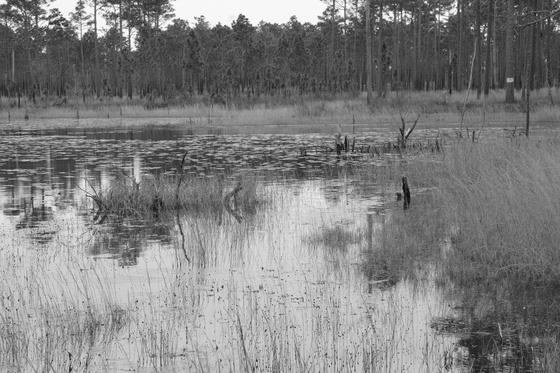 Patsy Pond 