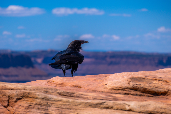 Canyonlands National Park