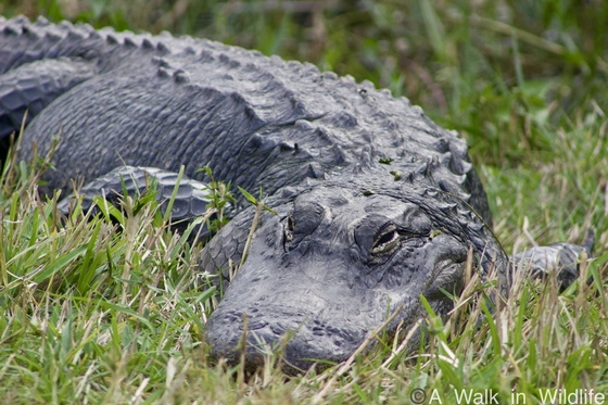 Everglades National Park