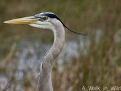 Everglades National Park