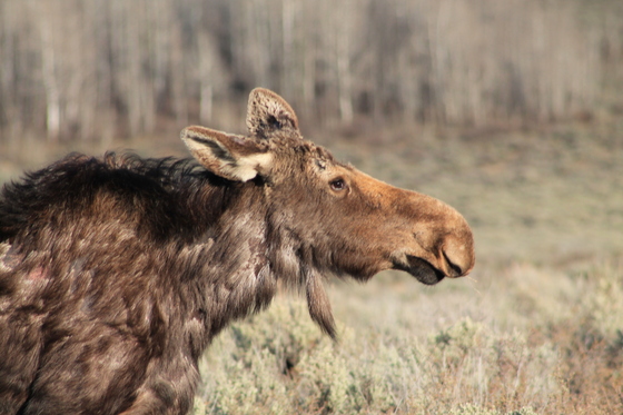 Grand Teton National Park