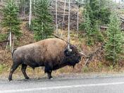 Yellowstone National Park