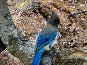 Yosemite National Park 