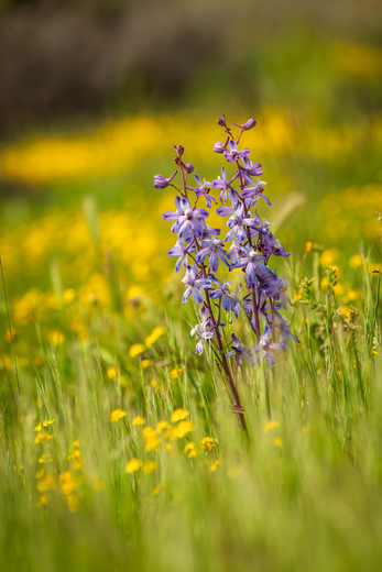 Carrizo Plain National Monument
