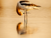 San Francisco National Wildlife Refugee
