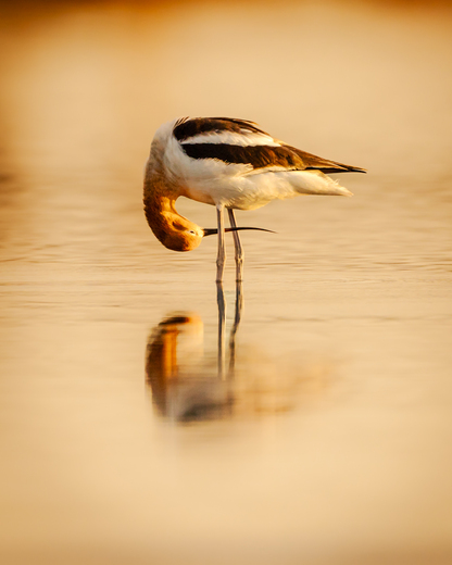 San Francisco National Wildlife Refugee